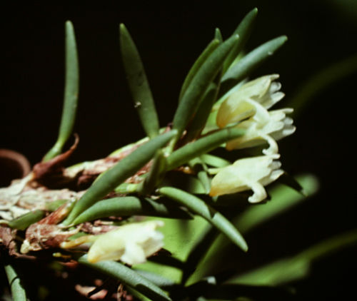 Maxillaria uncata